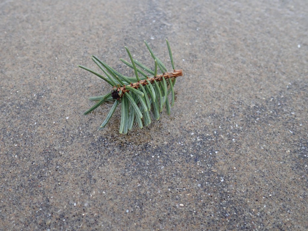Conifer branchlet tip resting on the sand.