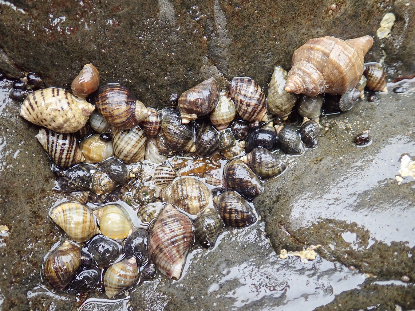 Snails – theoutershores