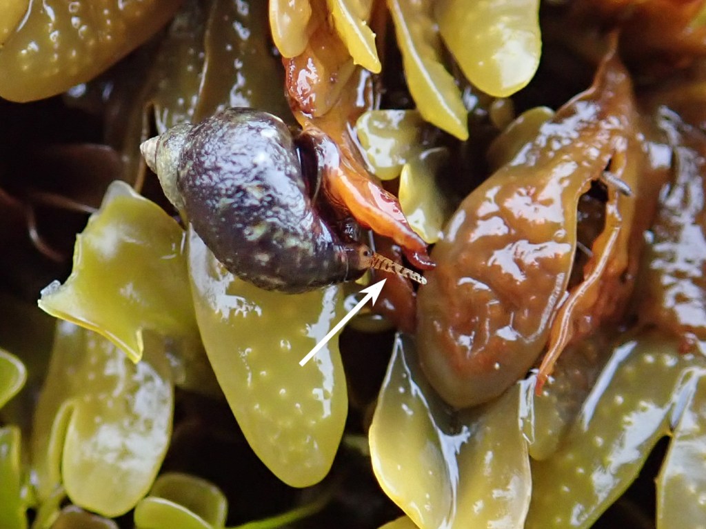 Closeup of a checkered periwinkle, probably Littorina scutulata, on a bed of Fucus. An arrow points to a tentacle.