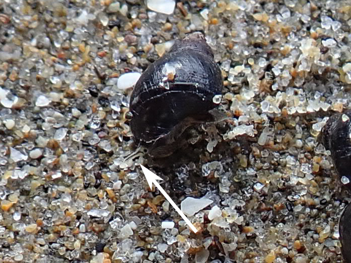 Closeup of a checkered periwinkle, probably Littorina plena, moving over sand. Arrow points to a tentacle.