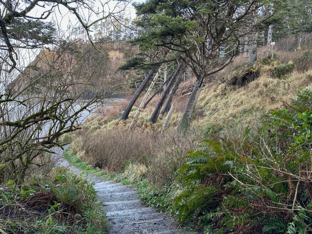 A trail with stair steps at first, then dirt and gravel leading to the beach. Spruce trees on the landward side of the trail are slanted away from the beach due to a slide.