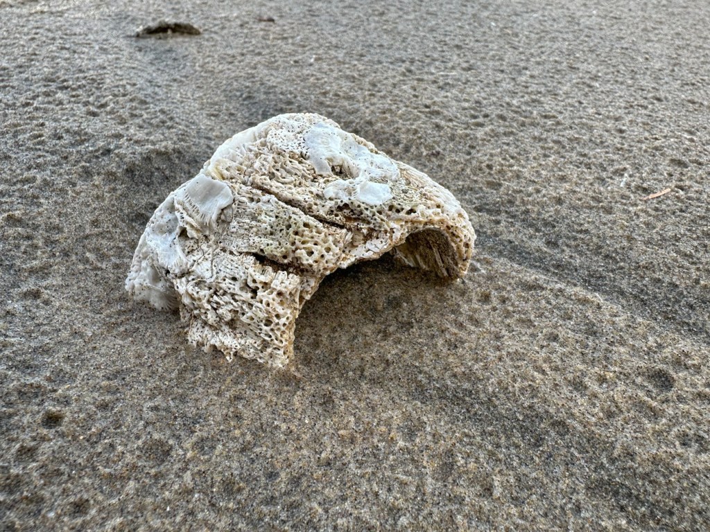An oblique view into the opening of an empty and drifted giant barnacle Balanus nubilus shell partially buried in the sand.