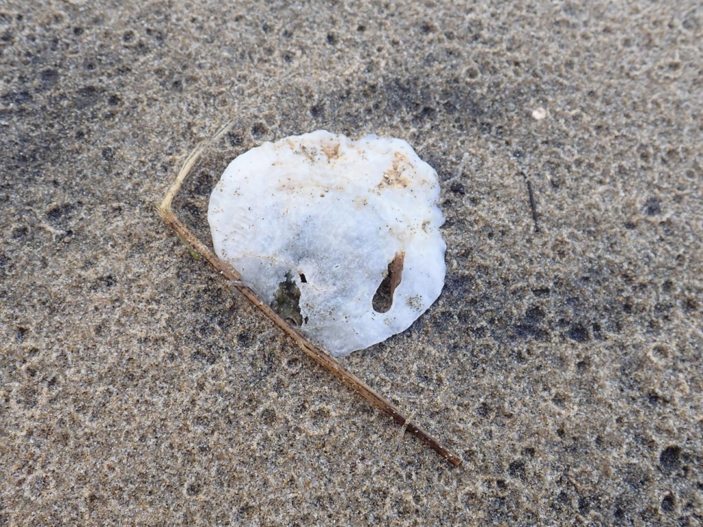 An empty and drifted green false-jingle Pododesmus macroschisma shell resting on rain-dimpled sand.