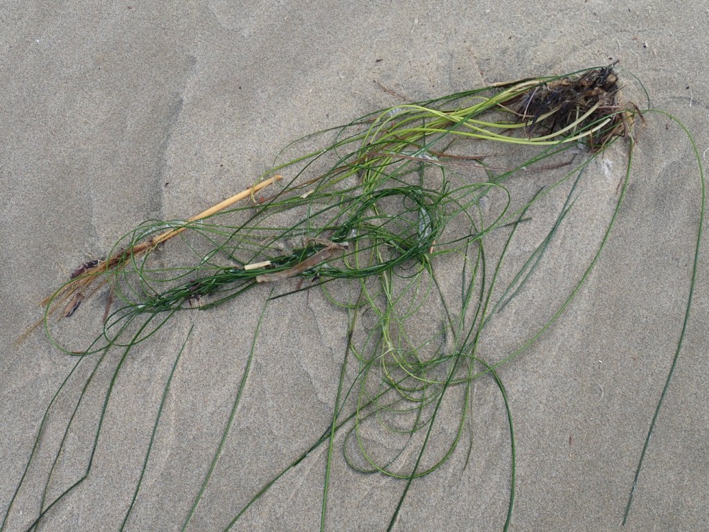 A bit of rhizome and associated blades of drifted Phyllospadix resting on the sand.