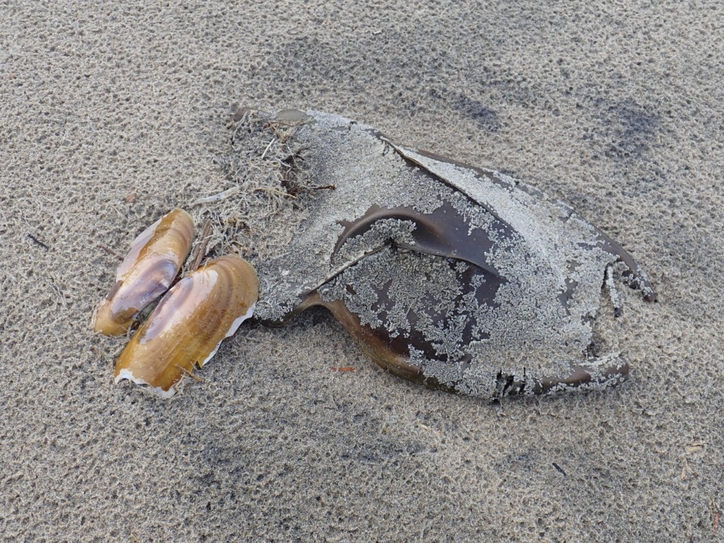 Closeup of a mermaid's purse, probably Beringraja binoculata, resting on rain-dimpled sand. The egg case is encrusted with small barnacles. A razor clam shell shares the scene. 