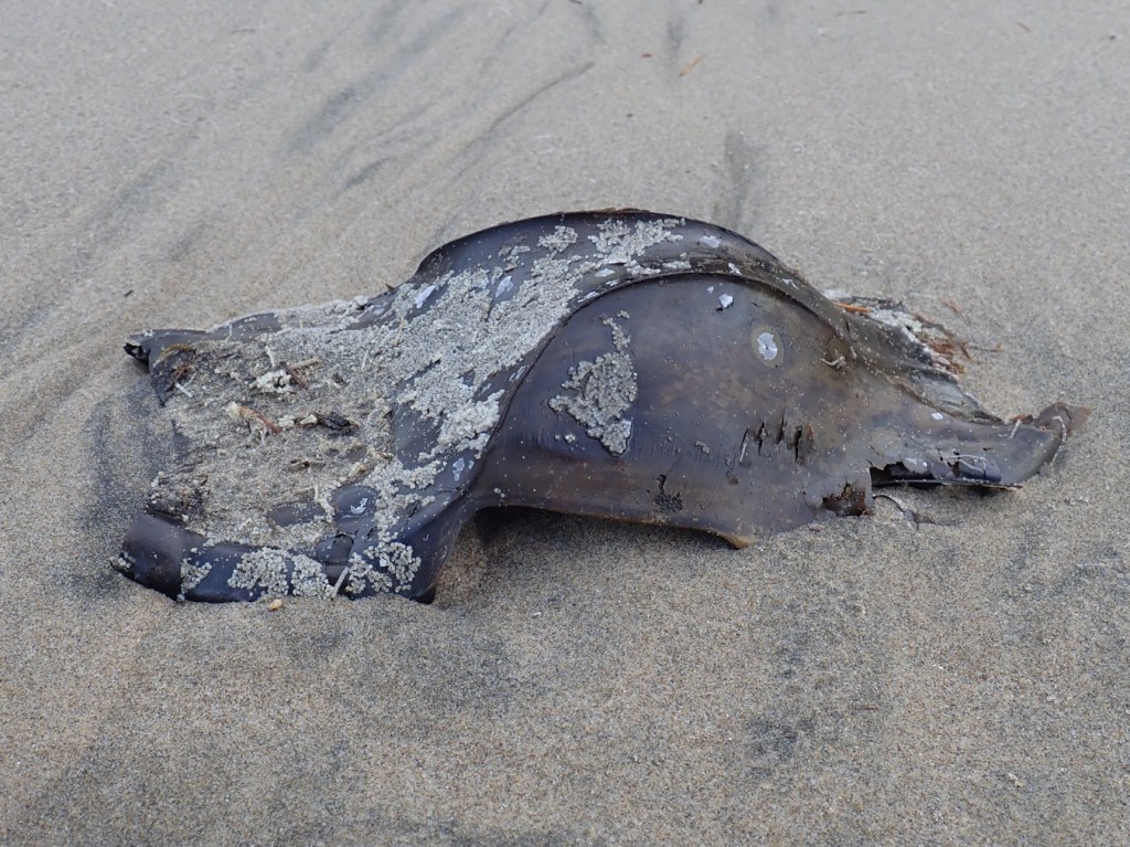 Closeup of a mermaid's purse, probably Beringraja binoculata, resting on the sand. The egg case is encrusted with small barnacles. 