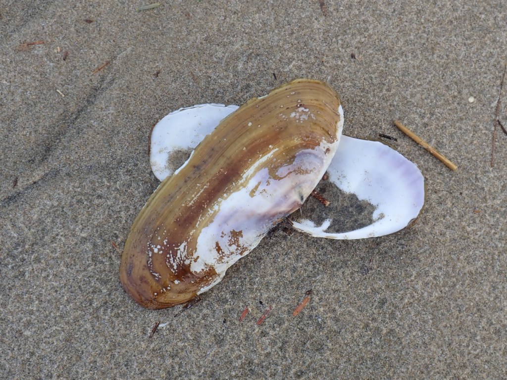 Both valves of an empty and drifted Razor clam Siliqua patula shell resting on the sand.