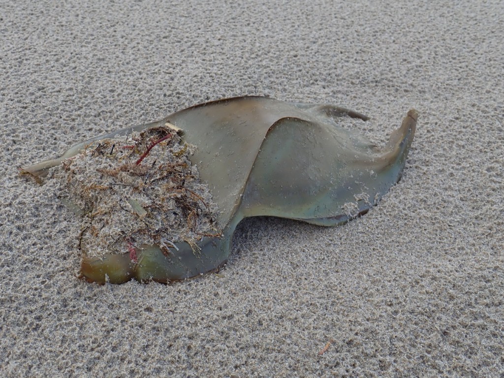 Closeup of a mermaid's purse, probably Beringraja binoculata, resting on rain-dimpled sand.
