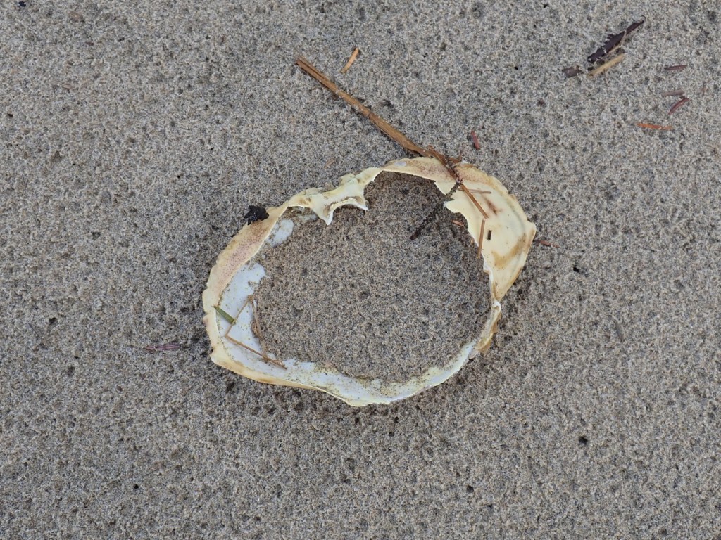 A drifted Dungeness crab Metacarcinus magister carapace resting upside down on rain-dimpled sand. The inside portion of the carapace is somewhat filled with a layer of sand.