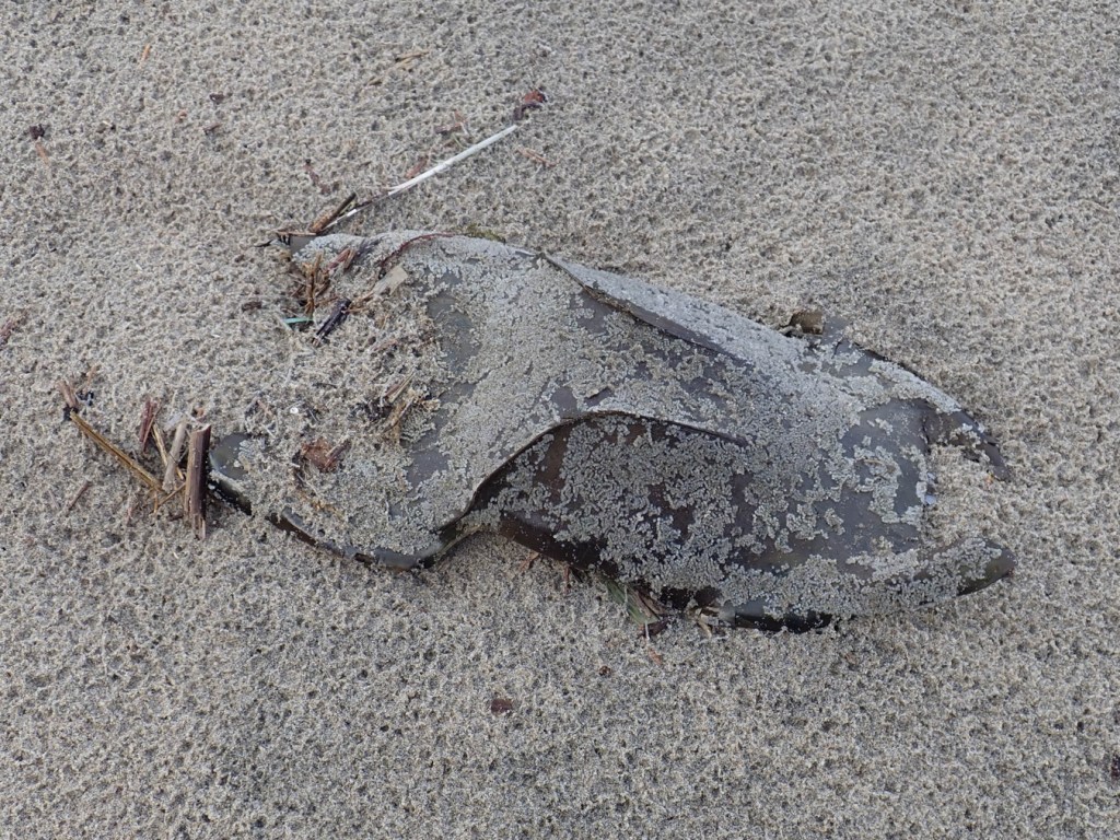 Closeup of a mermaid's purse, probably Beringraja binoculata, resting on rain-dimpled sand. The egg case is encrusted with small barnacles.