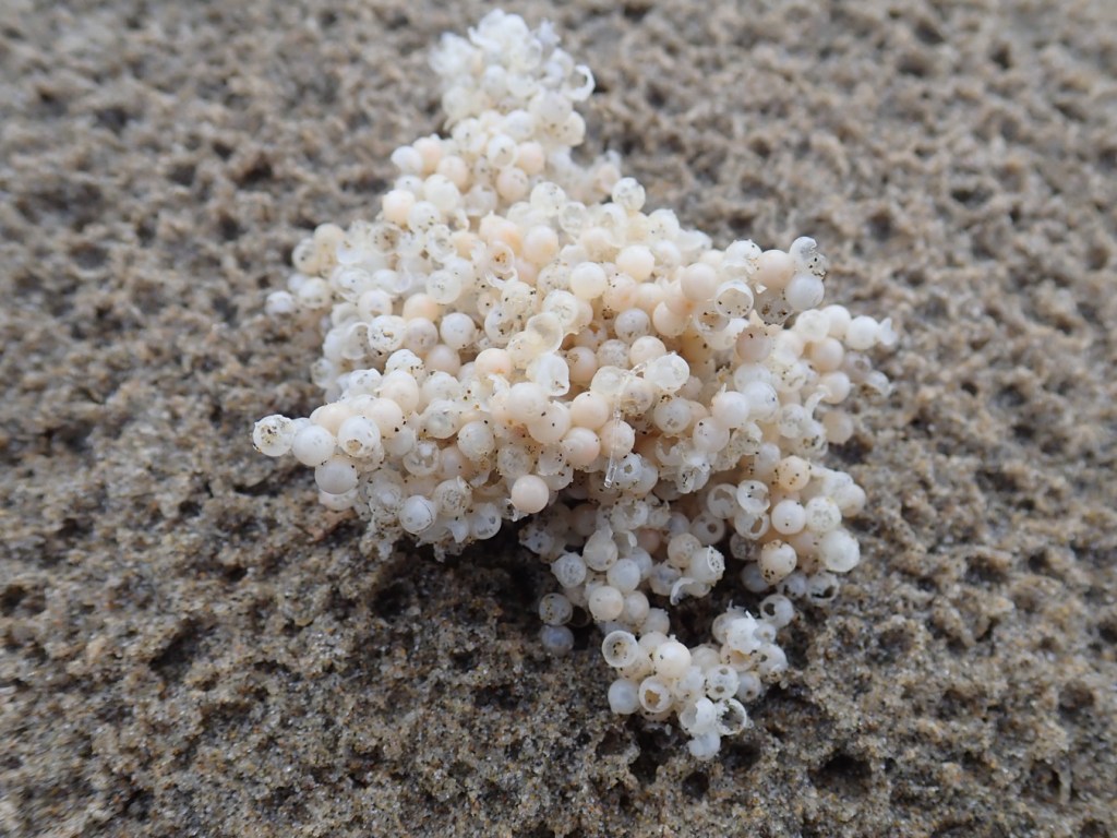 A drifted fragment from a larger mass of fish eggs, maybe ling cod eggs, rests on rain-dimpled sand.