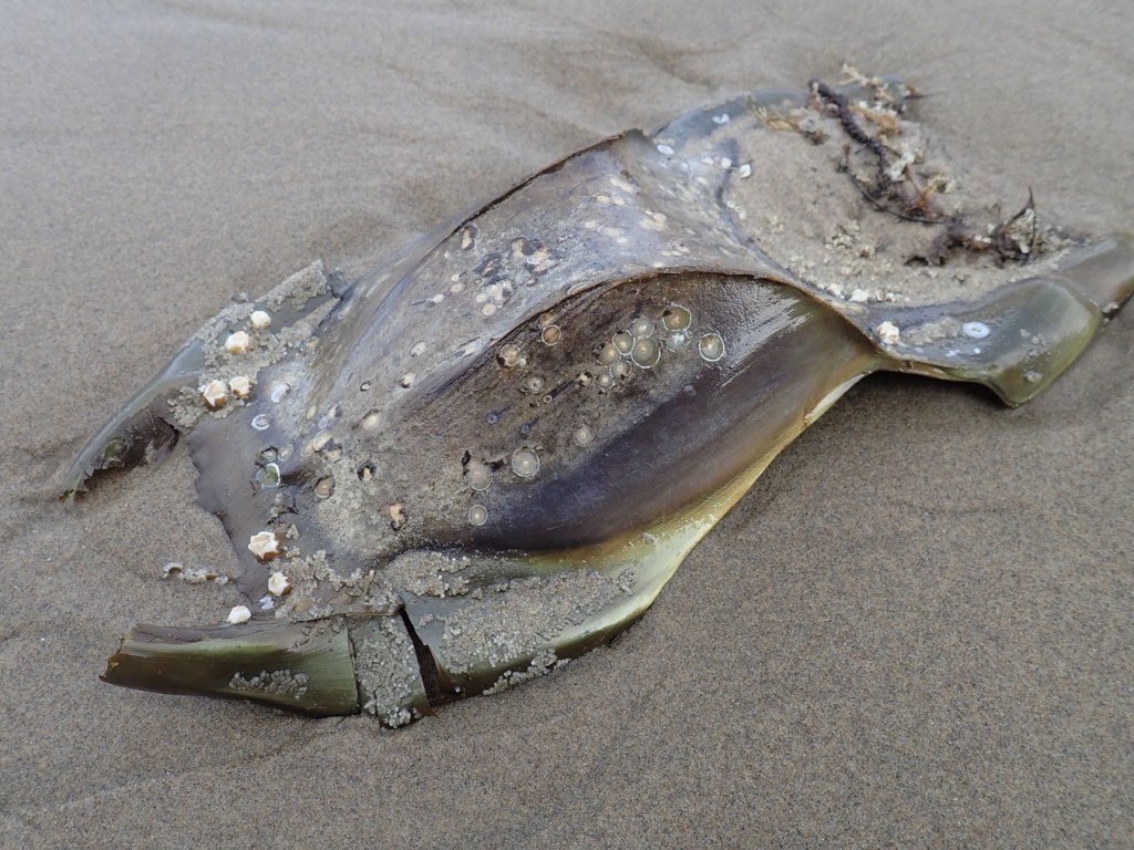 Closeup of a mermaid's purse, probably Beringraja binoculata, resting on the sand in the swash zone. The egg case is encrusted with barnacles and scars of barnacle now gone. 