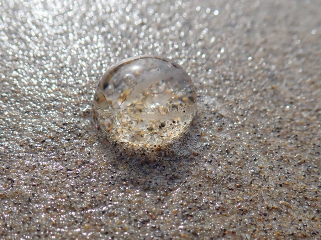 Closeup of a beached sea gooseberry Pleurobrachia bachei resting on the sand in the swash zone.