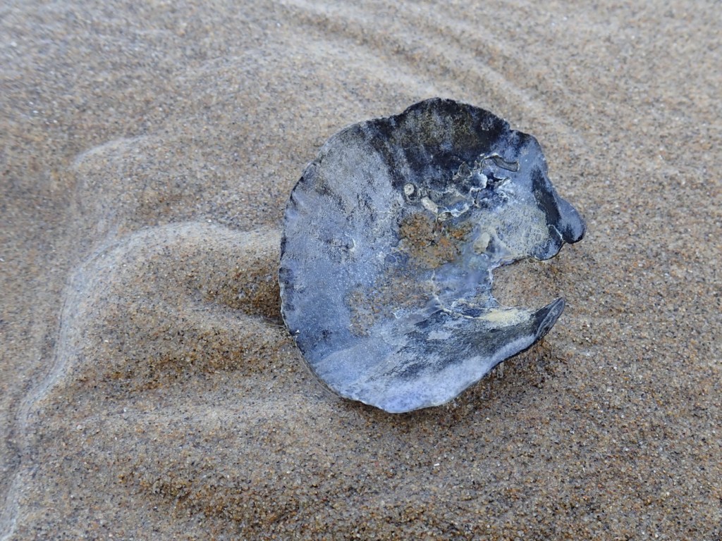 An empty and drifted green false-jingle Pododesmus macroschisma shell resting on sand in the swash zone.