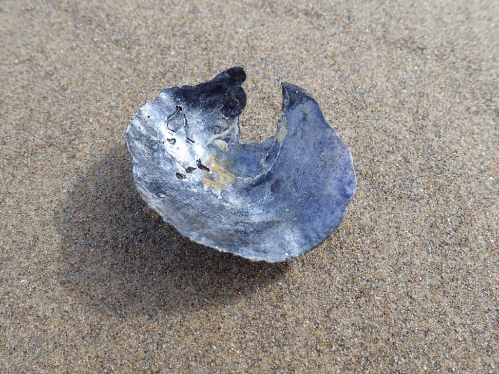An empty and drifted green false-jingle Pododesmus macroschisma shell washed off and set up on smooth sand to expose the shell's interior surface.