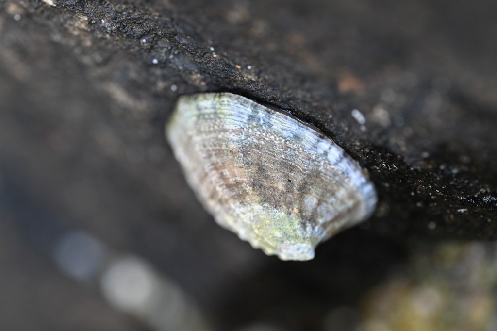 Closeup of a ribbed limpets Lottia digitalis perched in a recess high on a rock wall in the splash zone.