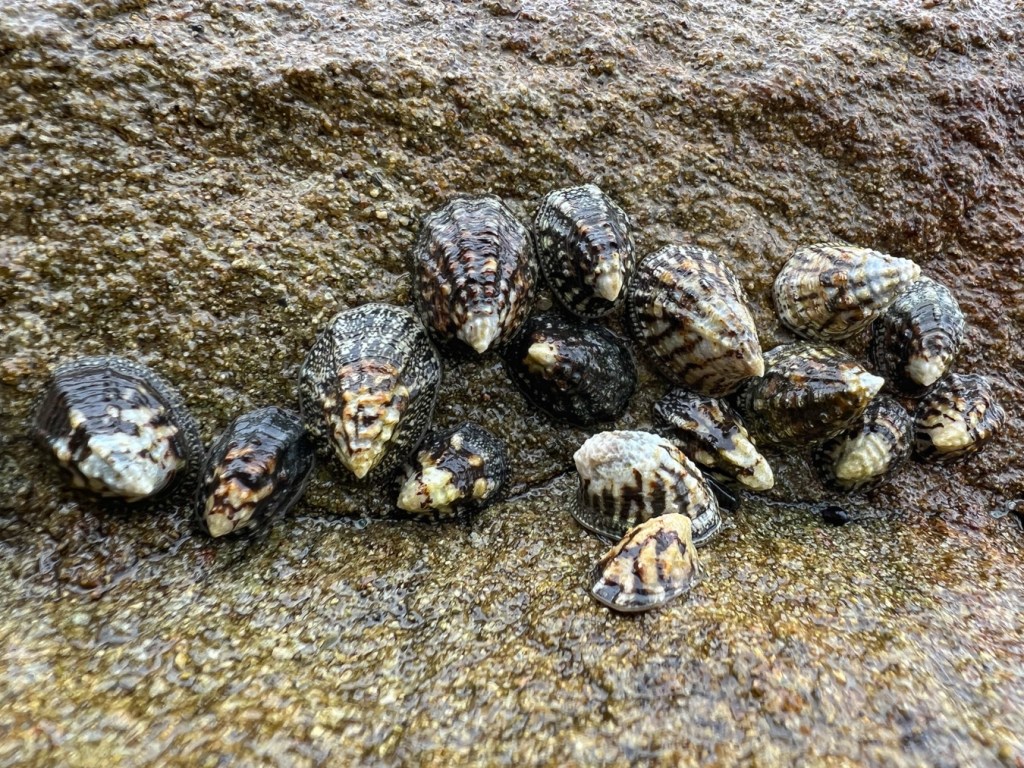 Closeup of a group of sixteen ribbed limpets Lottia digitalis clustered around a shallow recess on a wet rock.