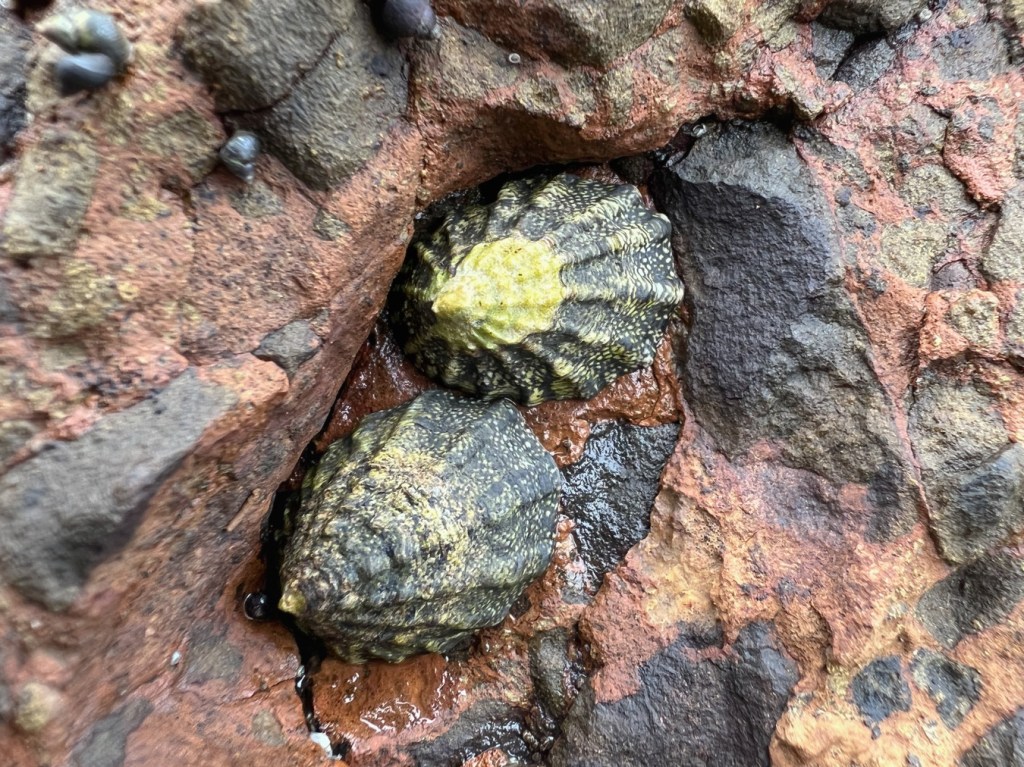 Closeup of two ribbed limpets Lottia digitalis on bare rock. The shells show pronounced ribbing.