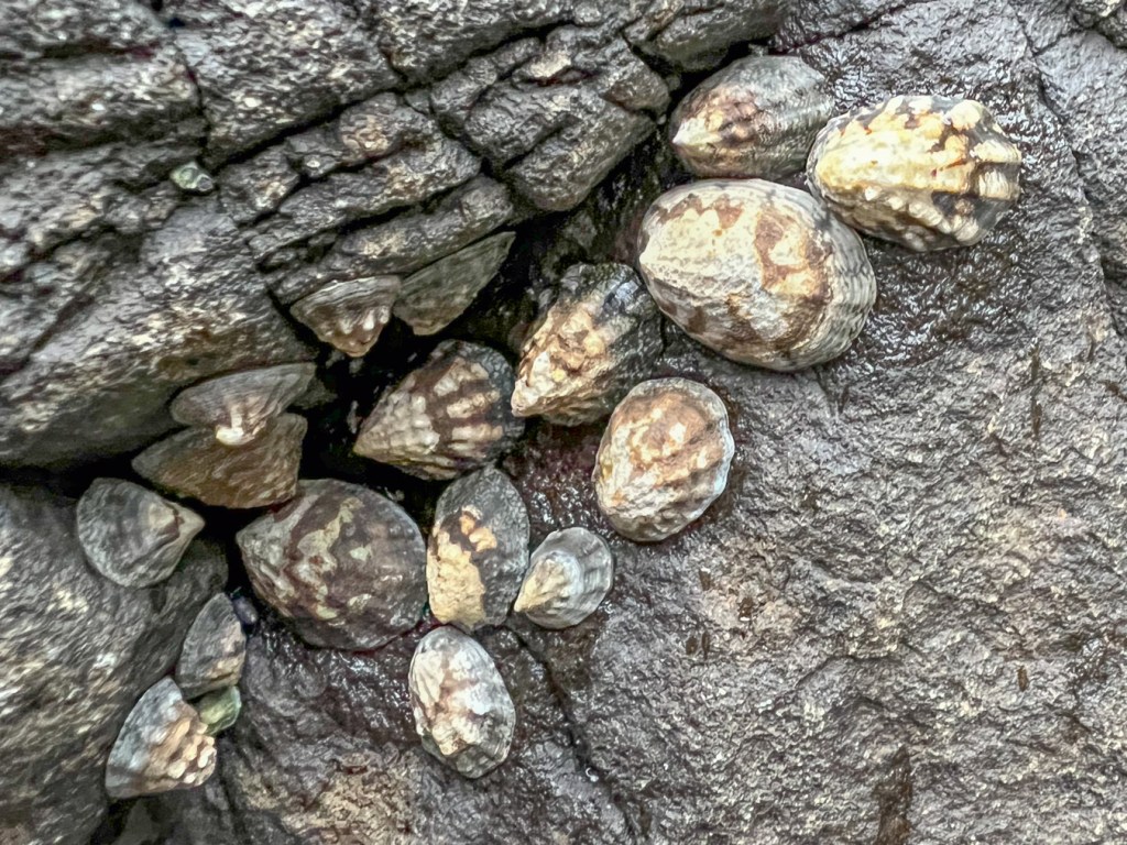 Closeup of about sixteen closely bunched ribbed limpets Lottia digitalis on bare rock. The shells show pronounced ribbing.