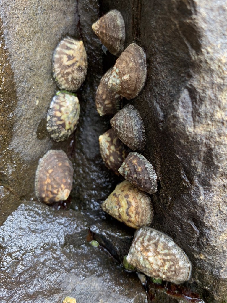 Closeup of a group of eleven ribbed limpets Lottia digitalis clustered in a vertical crevice.