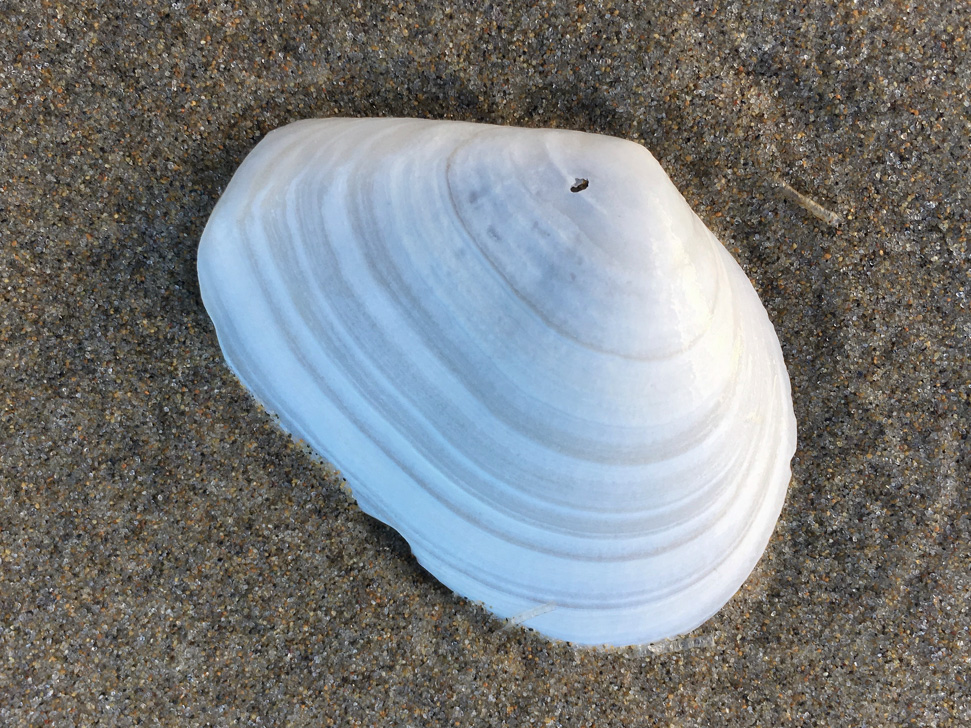 Closeup of a bleached and drifted Macoma shell, one valve only, resting on the sand with its exterior surface exposed.