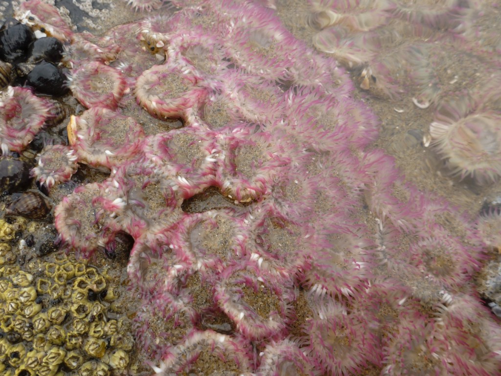 About 30 tightly packed pink-tipped green anemones Anthopleura elegantissima on the edge of a shallow sand-filled pool.