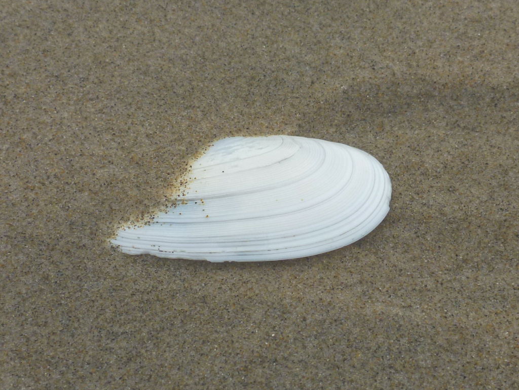 Closeup of an empty and drifted Bodega tellin Megangulus bodegensis shell, one valve only, resting on the sand. Exterior surface exposed.
