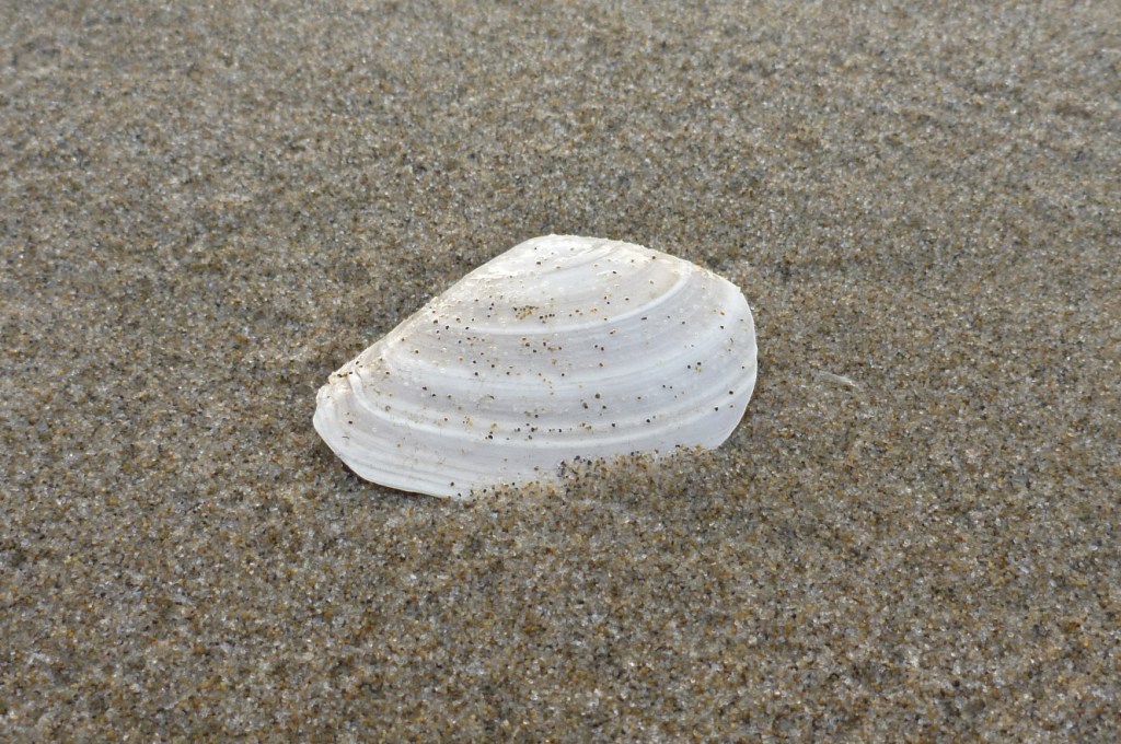 Closeup of a bleached and drifted Macoma shell, one valve only, resting on the sand with its exterior surface exposed.