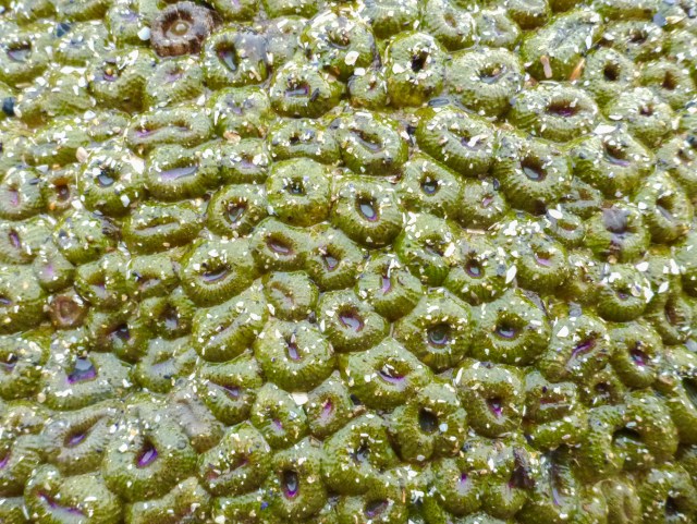 Scores of tightly packed pink-tipped green anemones Anthopleura elegantissima on a rock wall exposed by low tide.
