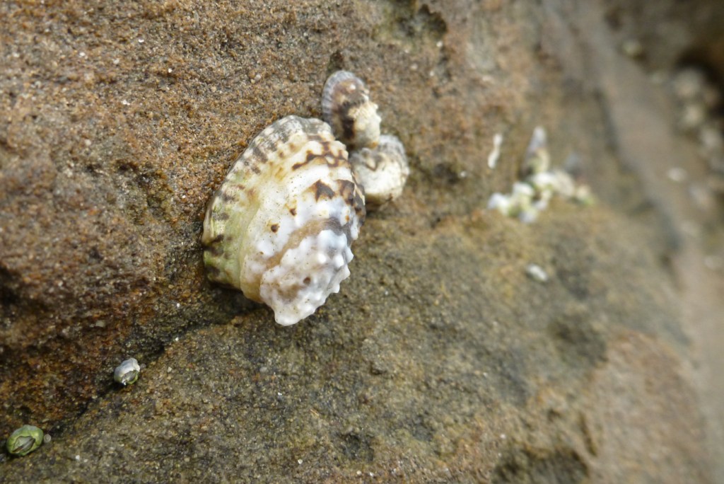 A closeup of a  ribbed limpet Lottia digitalis at a crevice on vertical rock wall in the splash zone.