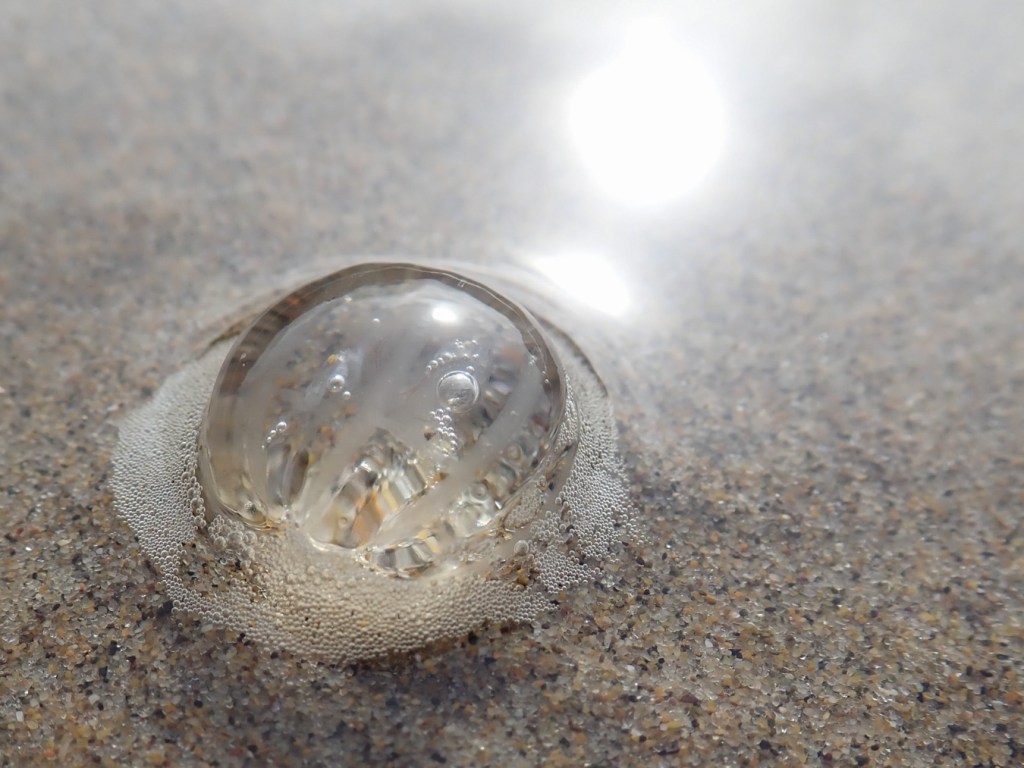 Closeup of a beached sea gooseberry Pleurobrachia bachei resting on the sand in the swash zone. Sea glint in the background.