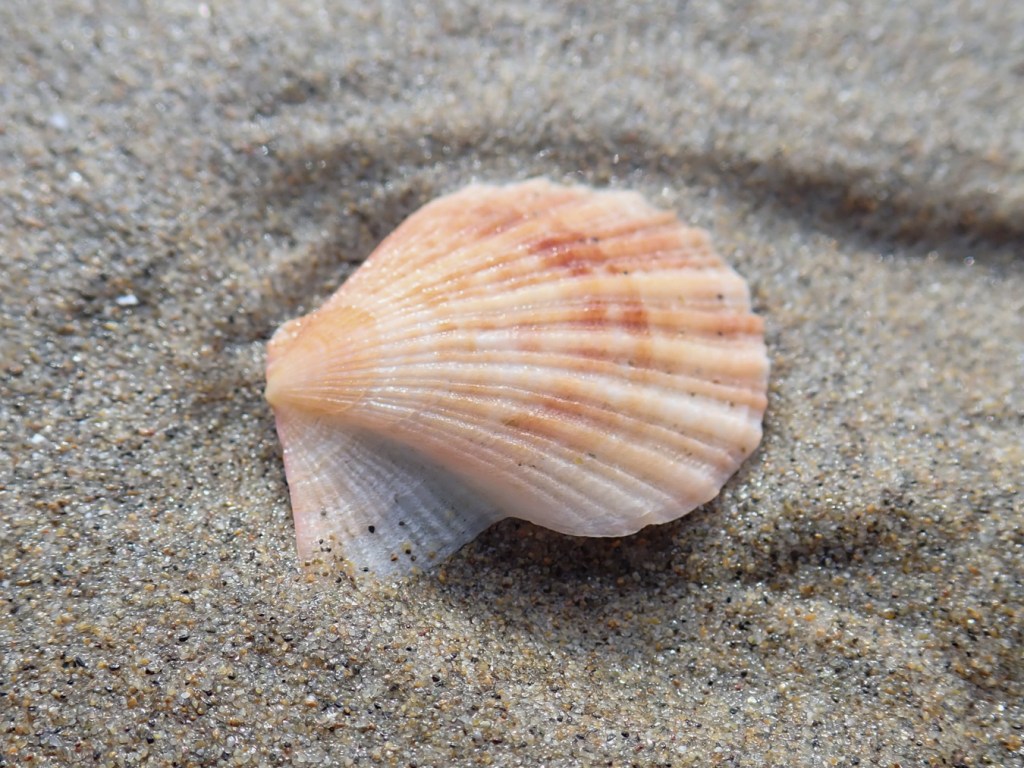 Closeup of an empty and drifted pink scallop Chlamys shell, just one valve, resting on the sand in the swash zone. Exterior surface exposed.