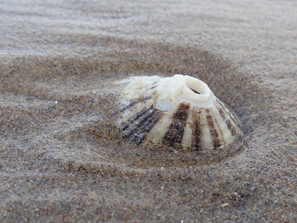 Closeup of an empty and drifted rough keyhole limpet Diodora aspera shell resting on the sand in the swash zone.
