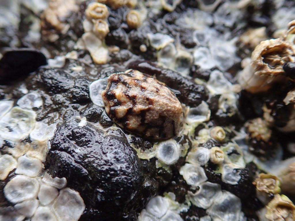 Closeup a single ribbed limpet Lottia digitalis on a rock also occupied by some small acorn barnacles. The limpet's shell shows pronounced ribbing.