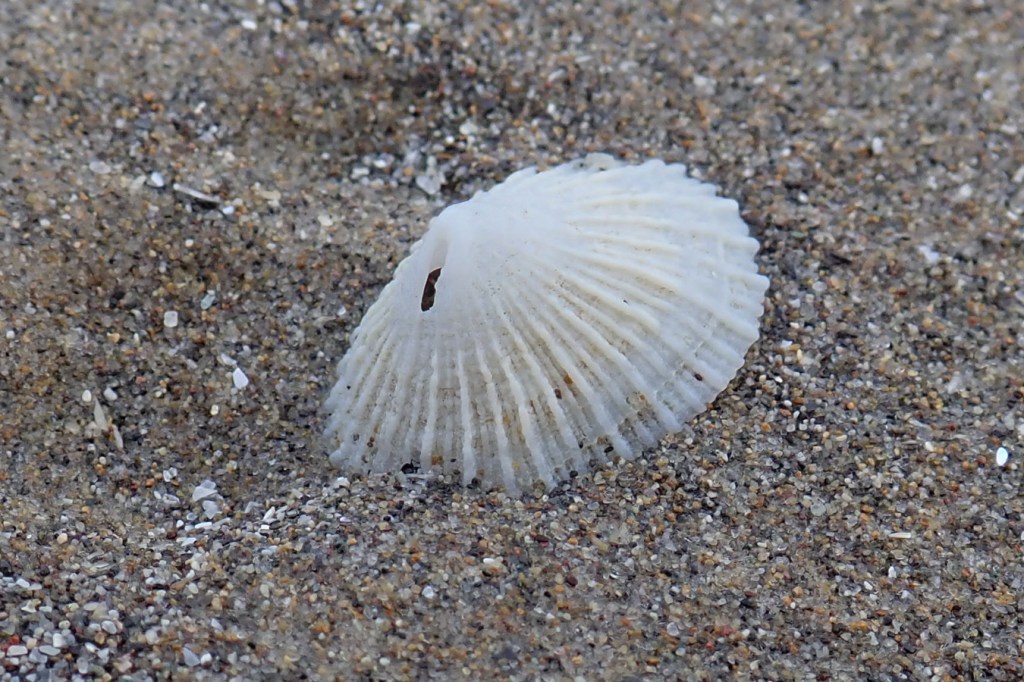 Closeup of an empty many ribbed puncturella Puncturella multistriata shell resting upright on the sand.