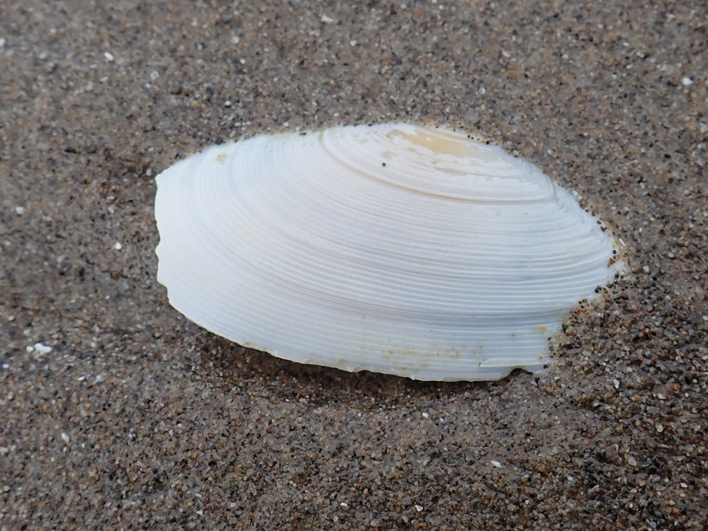 Closeup of an empty and drifted Bodega tellin Megangulus bodegensis shell, one valve only, resting on the sand. Exterior surface exposed.