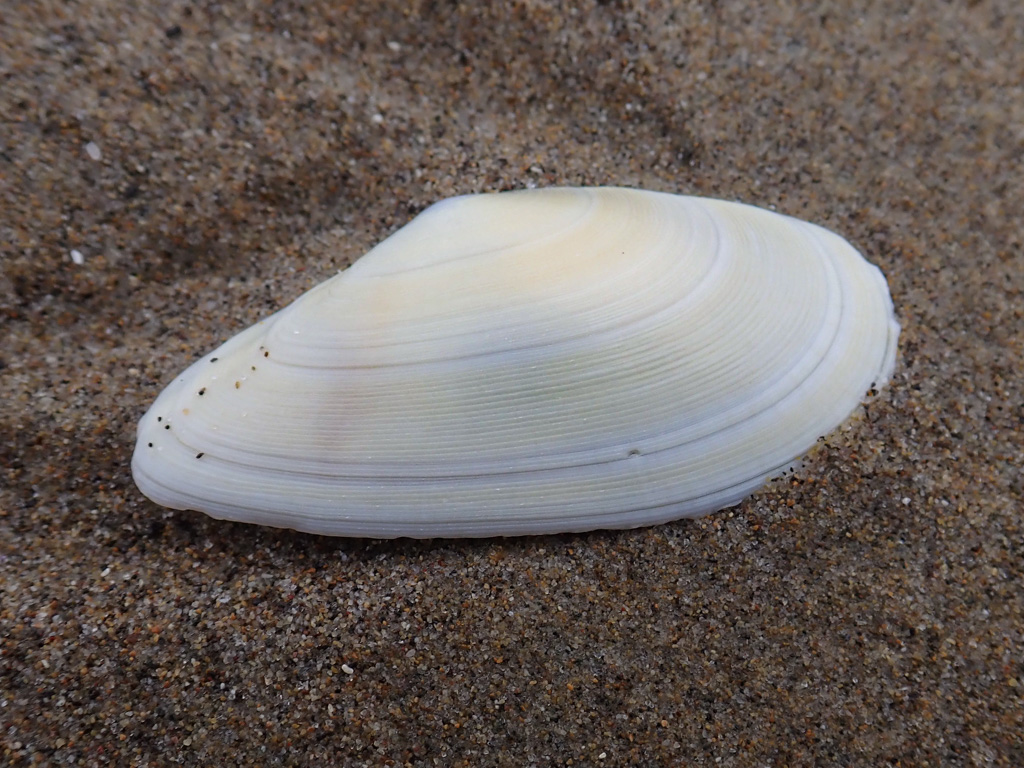 Closeup of an empty and drifted Bodega tellin Megangulus bodegensis shell resting on the sand, exterior surface exposed.