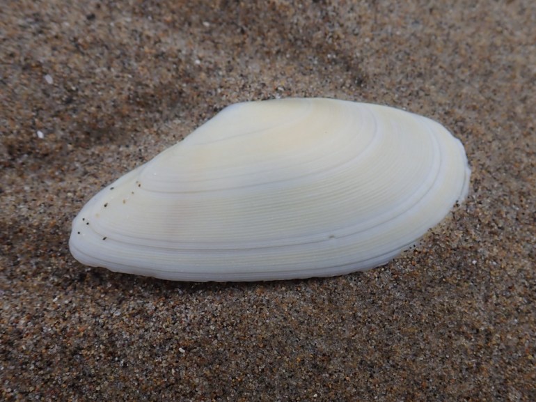Closeup of an empty and drifted Bodega tellin Megangulus bodegensis shell, one valve only, resting on the sand. Exterior surface exposed.