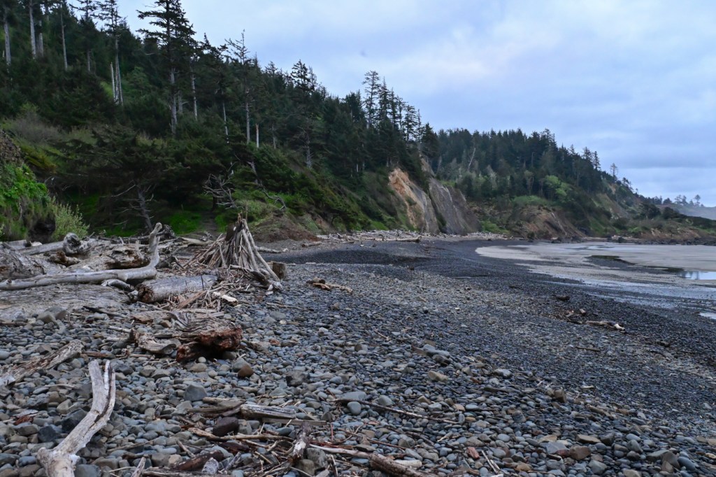 Beachscape featuring lots of driftwood viewed from a shelf at the top of the cobbles. Maritime forest on one side, exposed beach on the other. Cloudy sky.