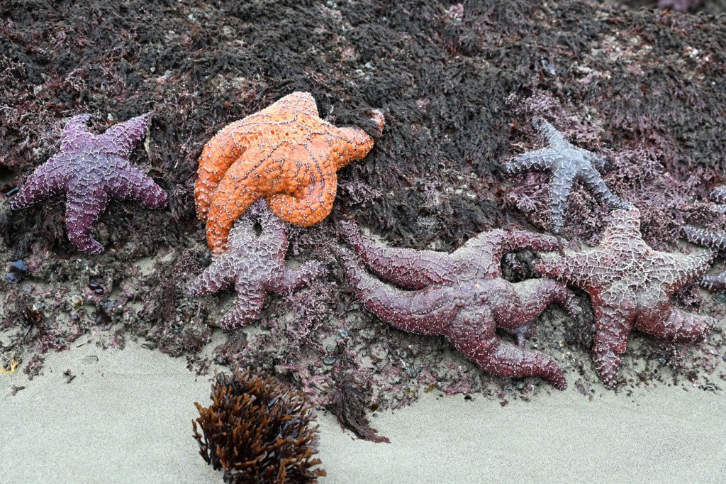 Six ochre stars Pisaster ochraceus closely bunched along the sand/rock interface.