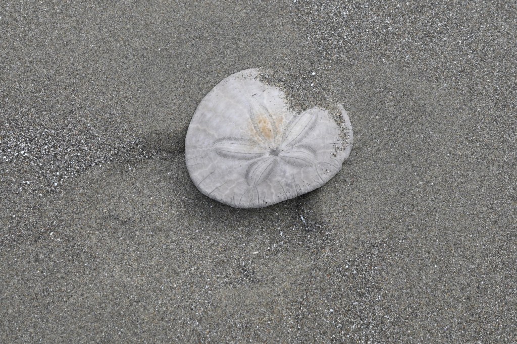A bleached and drifted eccentric sand dollar Dendraster excentricus shell rests, right side up on the sand.