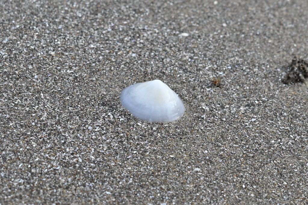 A conical drifted limpet shell, probably a whitecap limpet Acmaea mitra, rests upright on the sand.