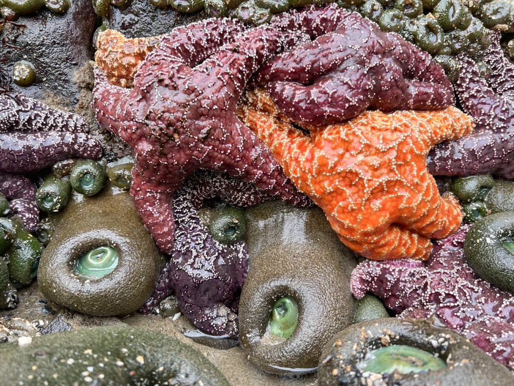 Closeup of about eight ochre stars Pisaster ochraceus closely bunched along the sand/rock interface along with a few giant green anemones.