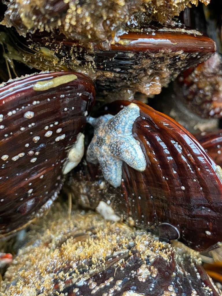 Intimate scene of two baby ochre stars Pisaster ochraceus on two adjacent mussels within the bed.