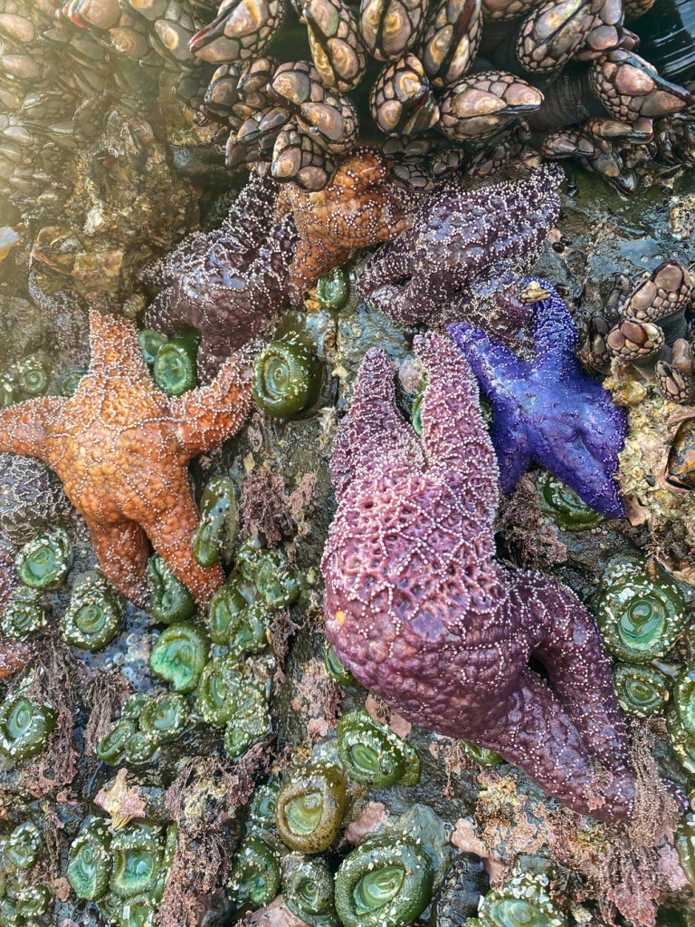 Closeup of six ochre stars Pisaster ochraceus bunched together at the base of the mussel bed exhibit a range of colors.