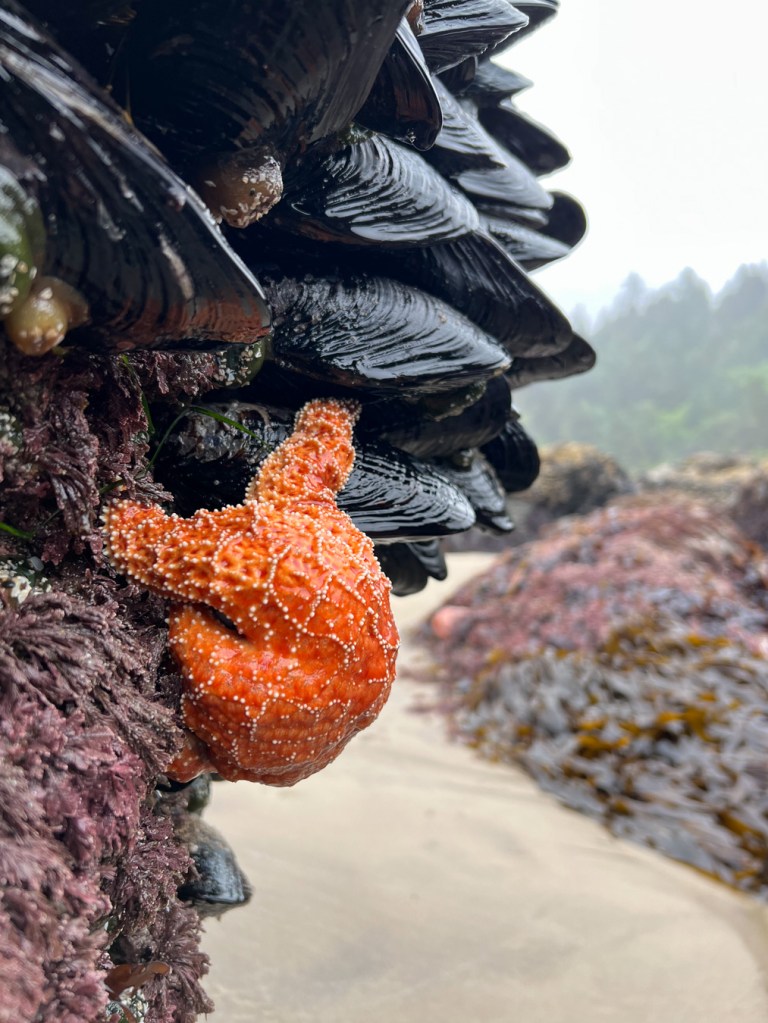 An  ochre star Pisaster ochraceus at the base of the mussel bed with its arms draped over a mussel. In the distance, sand, rocks, and maritime forest.