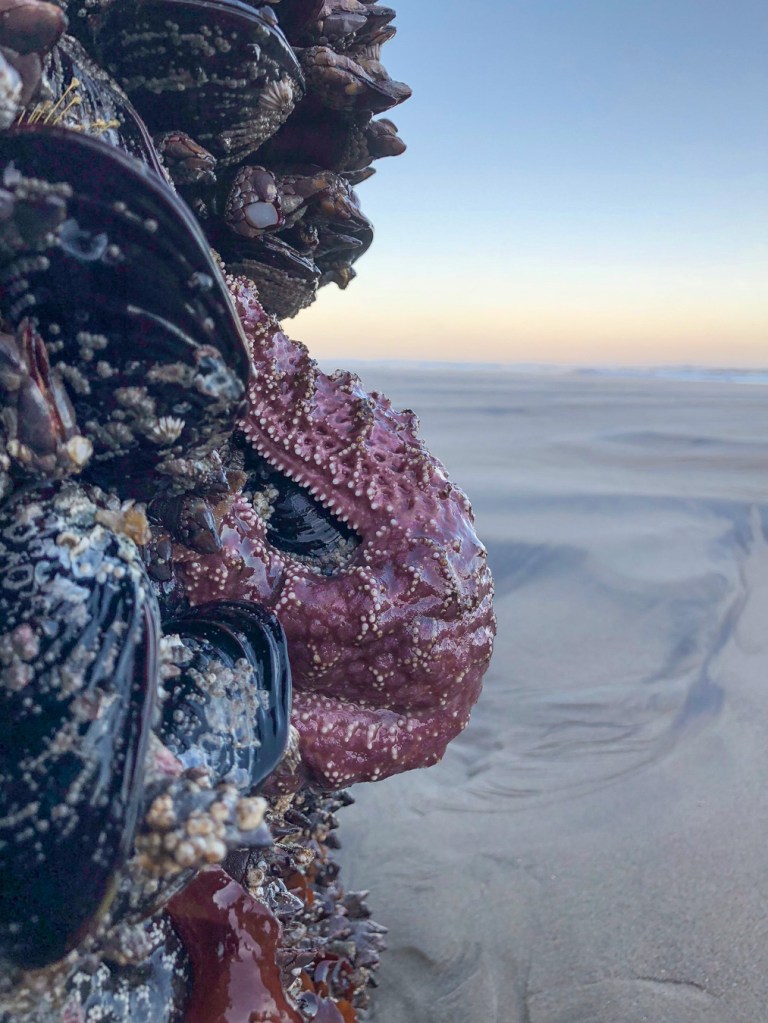 Closeup of an  ochre star Pisaster ochraceus at the base of the mussel bed with its arms draped over a mussel. The view is out across a wide exposed beach at low tide. Clear early morning sky with a little color on the horizon.