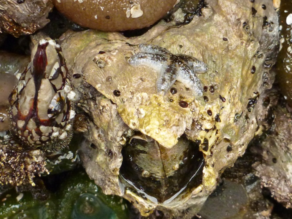 A tiny ochre star Pisaster ochraceus perched on a giant barnacle Balanus nubilus.