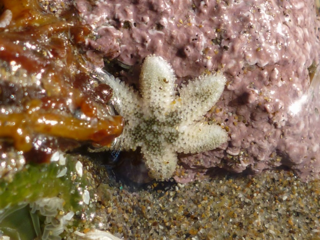 Six rayed star Leptasterias on a coralline crust. 