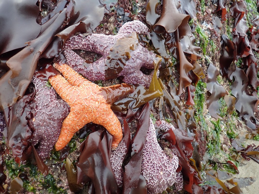 Five ochre stars Pisaster ochraceus, bunched on a vertical rock surface with a variety of seaweeds draped down.
